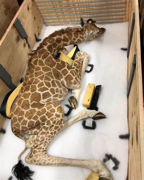 01 shipping. . Giraffe for sale